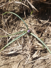 Muscari