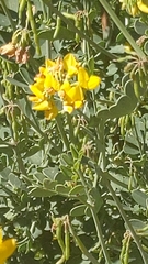 Coronilla