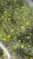 Coronilla