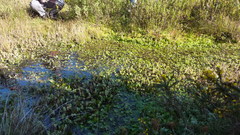 Potamogeton polygonifolius