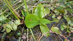 Potamogeton polygonifolius