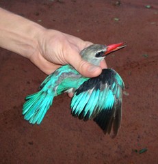 Halcyon senegalensis