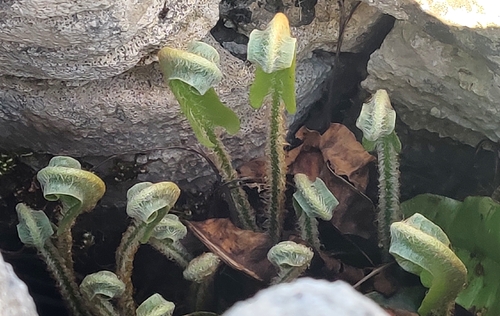 Hart's-Tongue Fern