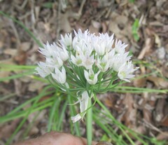 Allium fraseri, photograph (c) Linda Jo Conn, some rights reserved (CC BY)