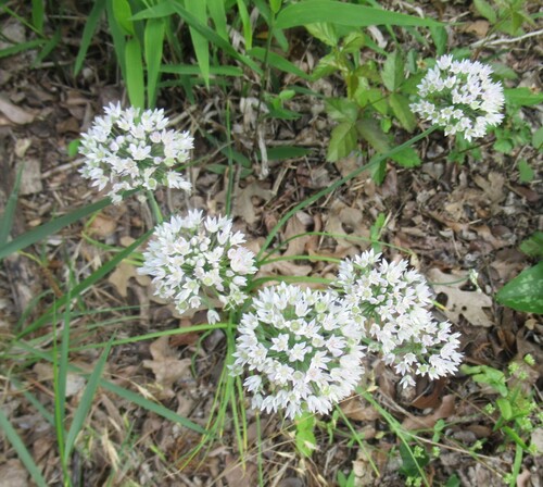Allium fraseri, photograph 3