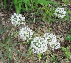 Allium fraseri, photograph (c) Linda Jo Conn, some rights reserved (CC BY)