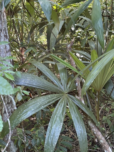 Cryosophila stauracantha, photograph 3