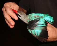 Halcyon senegalensis