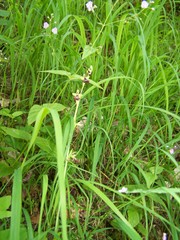 Ophrys insectifera insectifera
