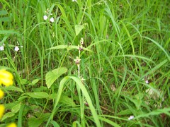 Ophrys insectifera insectifera