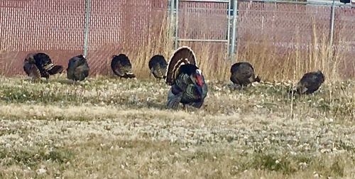 Wild Turkey photographed in Nevada