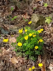 Oxalis colorea