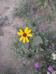 Helianthus petiolaris canescens