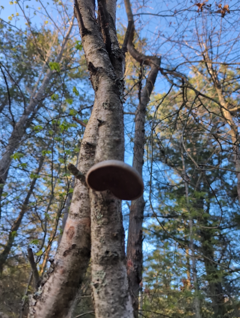 Fomitopsis betulina · April 2026 · photo: © sapien (iNaturalist, cc0)