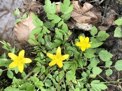 Ranunculus carolinianus