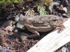 Phrynosoma taurus