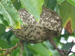 Protonectarina sylveirae