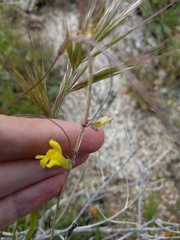 Neogaerrhinum filipes