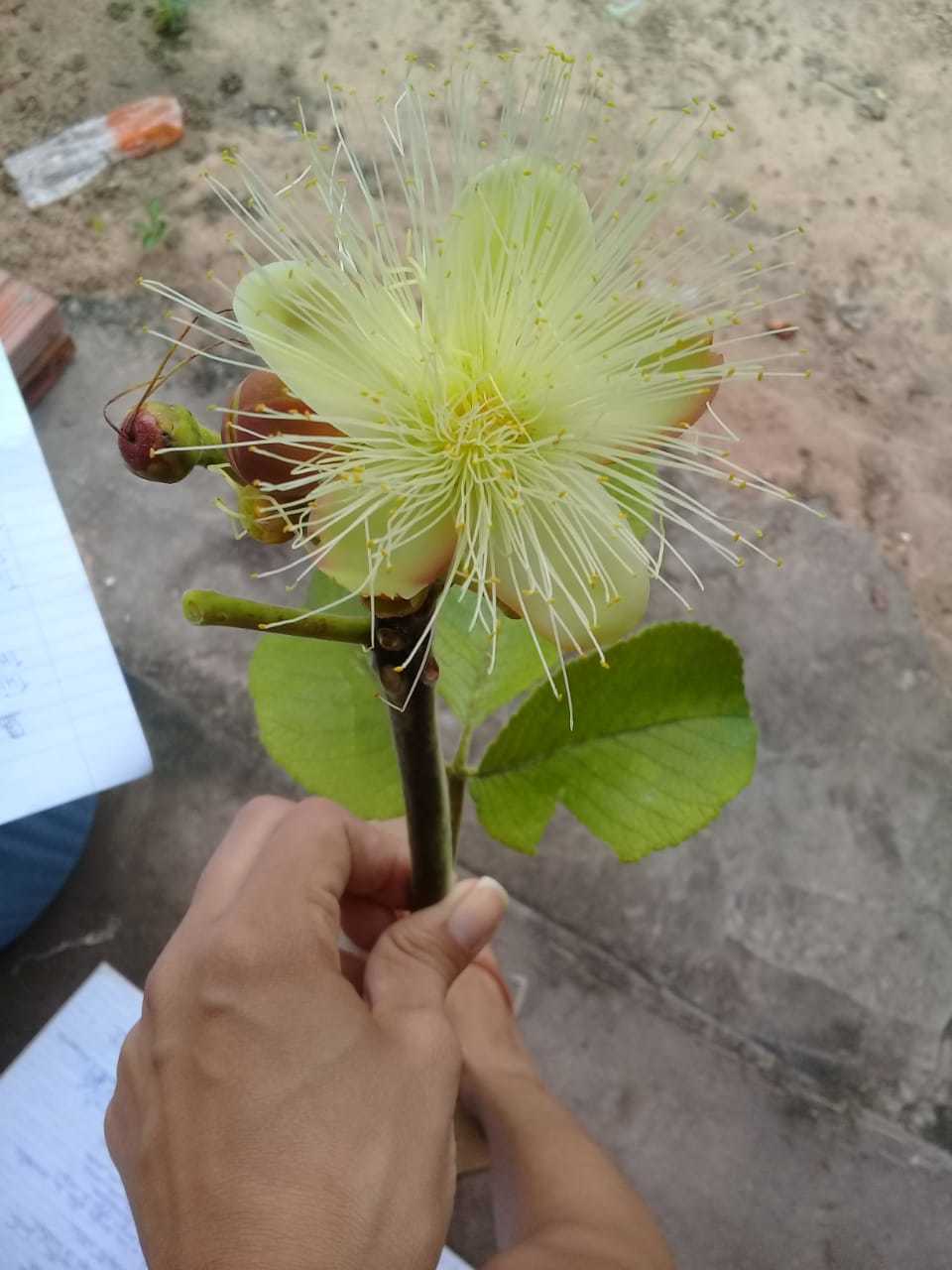 Caryocar brasiliense