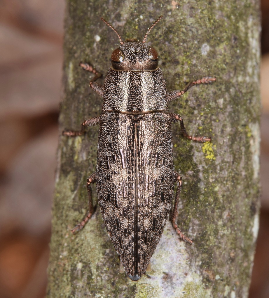Hickory Jewel Beetle