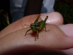 Liebermannacris dorsualis