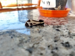 Dysschema centenaria