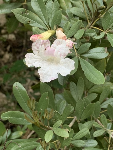 Tabebuia berteroi, photograph 3