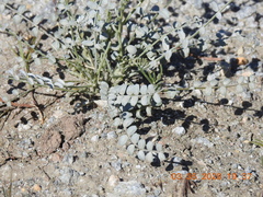 Astragalus tricarinatus
