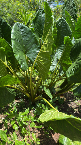 Alocasia observed 2026-04-25