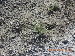 Astragalus tricarinatus