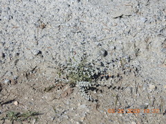 Astragalus tricarinatus