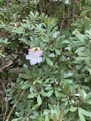 Tabebuia berteroi, photograph 4