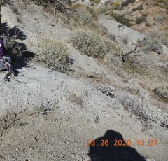 Astragalus tricarinatus