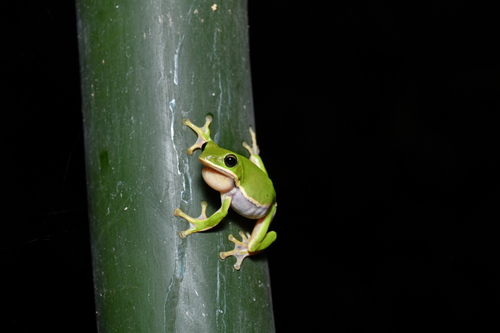 Farmland Green Treefrog, Zhangixalus arvalis