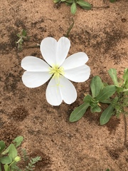 Oenothera albicaulis