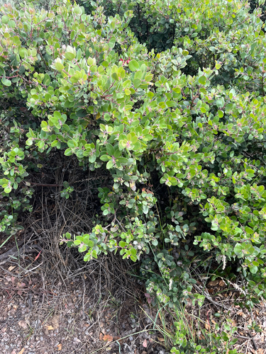 Arctostaphylos morroensis, photograph 6
