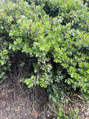 Arctostaphylos morroensis, photograph author not stated, no rights reserved