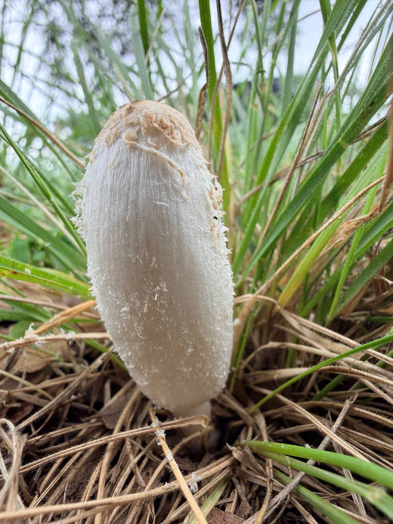 Coprinus comatus · April 2026 · photo: © janeweeden (iNaturalist, cc-by)