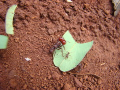 Atta laevigata