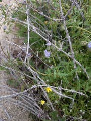 Neogaerrhinum filipes
