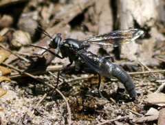 Miltinus viduatus