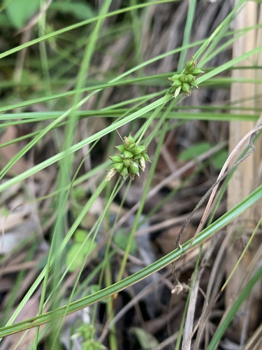 Carex subscabrella