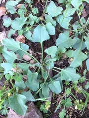 Calystegia subacaulis