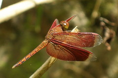 Neurothemis terminata