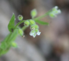 Myosotis macrosperma