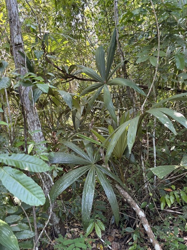 Cryosophila stauracantha, photograph 4