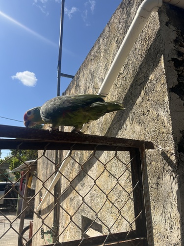 Red-lored Amazon