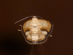 Campatonema tapantia