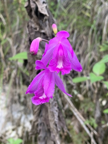 Bletia patula
