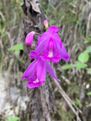 Bletia patula